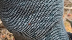 Исследую леса севера Германии. Заброшенные вагоны Heinschenwalde и лесная живность.