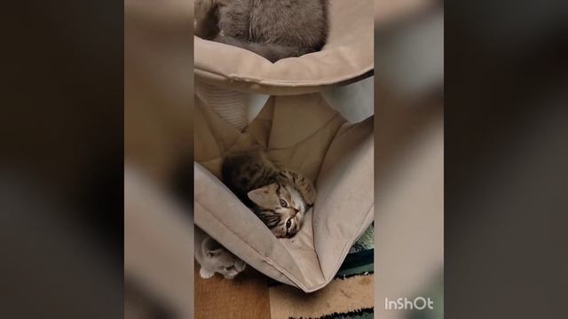 котодетский сад #британскиекотята #питомниккошек