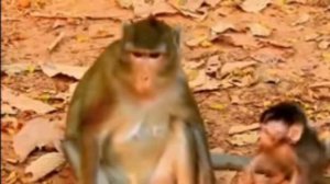 Макака-мать:
- Чадо, это твой последний довод?