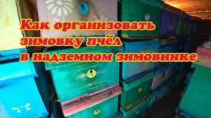 КАК ОРГАНИЗОВАТЬ ЗИМОВКУ ПЧЁЛ В НАДЗЕМНЫХ ЗИМОВНИКАХ, ПРАКТИКА МОЕЙ РАБОТЫ