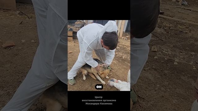 НАСТОЯЩАЯ ПОМОЩЬ  СОБАКЕ| УБРАЛИ СЕРЬЁЗНЫЙ СПАЗМ!