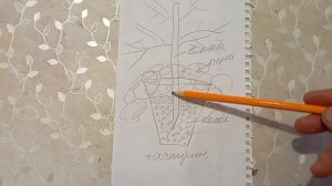 Как сохранить живую ёлку.