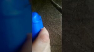 Как помочь вольерной белке перенести жару.Ч.2.