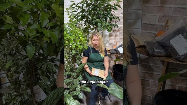 Можно ли пересаживать цитрусовые растения зимой? #комнатныерастения #цитрусовые  #цитрусмикс