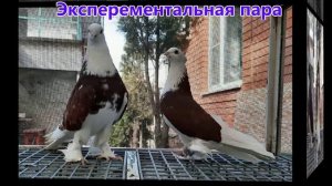 Шестой фильм (Андижанская порода голубей)