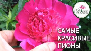 Самые красивые пионы