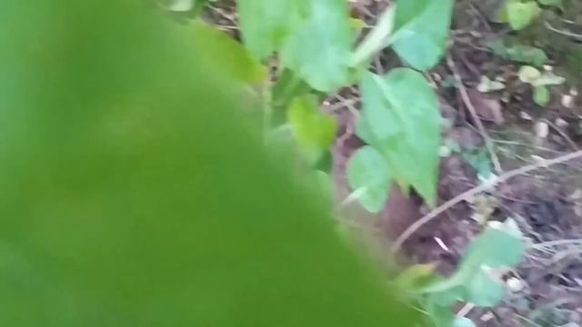 Нашёл хутор своей Бабушки, а на нём редкое серебро! смотреть онлайн