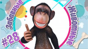 Забавные и Смешные Животные №28 + Приколы с Животными + Лучшие Подборки про Животных