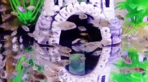 Сапфировые попугайчики (подростки)