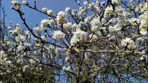 Футаж яблони в цвету