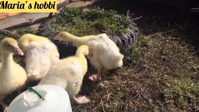 Выпас гусей первый день на улице