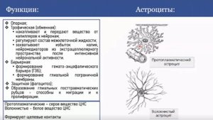 Лекция 9. Нервная ткань | Егорова А.В.