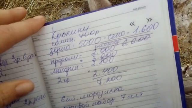 Не благодарные кролики? смотреть онлайн