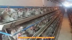 несушка сенди 15минг сумлик товуклар 75-78%тухум беради тухум ёналиши