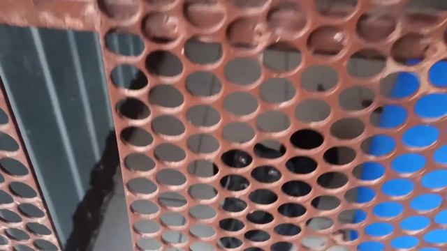 Новая партия наших собак уехала на стерилизацию смотреть онлайн