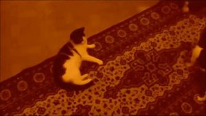 Смешные Бои Котов и Собак!1