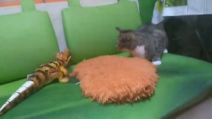 пранк над кошкой