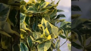 апельсин Тарокко вариегатный