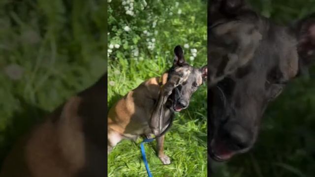 Дрессировка, это весело 🤫😀 #дрессировка #кинолог #висмут #бельгийскаяовчарка #малинуа #прикол смотреть онлайн