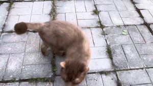 Рысь часть 77