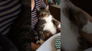 Кот икает