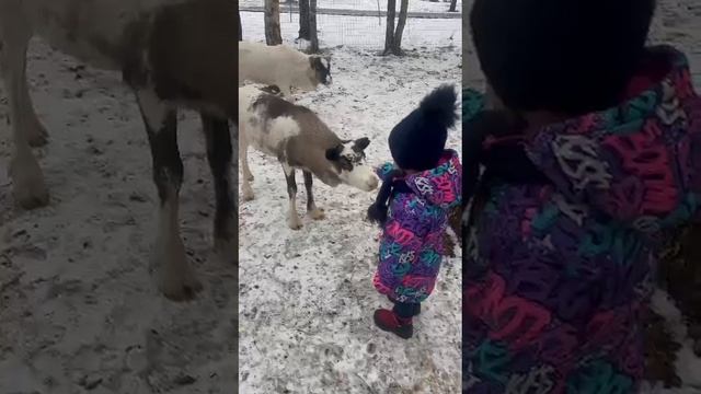 маленький гость