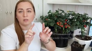 ЖАЛЕЮ, ЧТО РАНЬШЕ ТАК НЕ ВЫРАЩИВАЛА ТОМАТЫ, ПОМИДОРОВ ТЕПЕРЬ МОРЕ