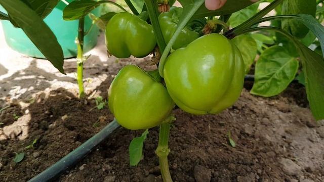 Перец сладкий Новогогошары 12,07,23 смотреть онлайн