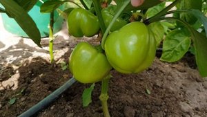 Перец сладкий Новогогошары 12,07,23