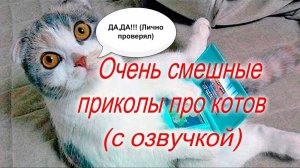 Приколы с котами! Самая смешная озвучка животных! Смешные коты 2024