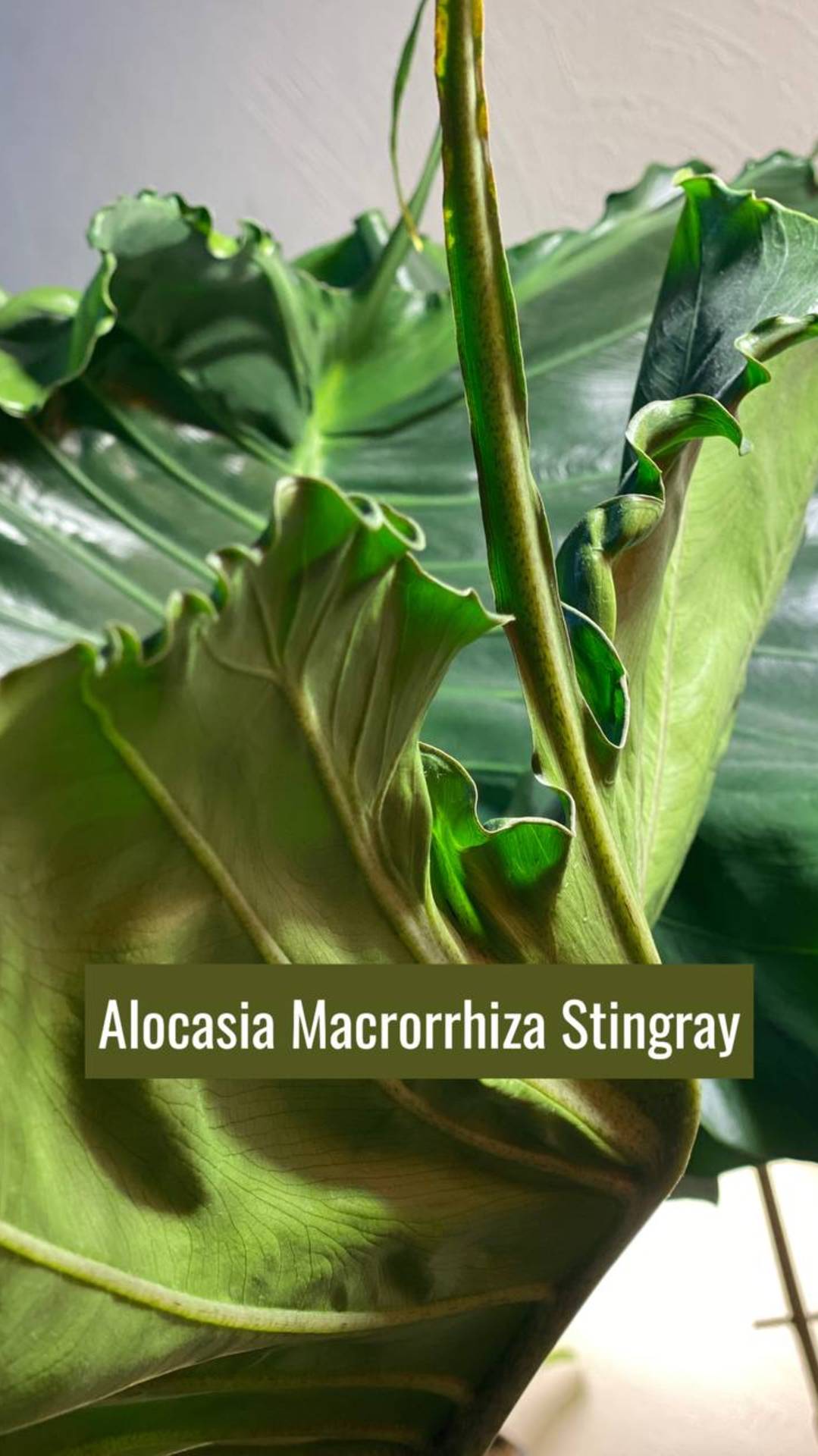 АРОИДНЫЕ / АЛОКАЗИЯ СТИНГРЕЙ / КОМНАТНОЕ РАСТЕНИЕ #plants #цветы #сад #garden #ароидные смотреть онлайн