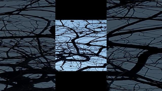 Птицы клюют хурму