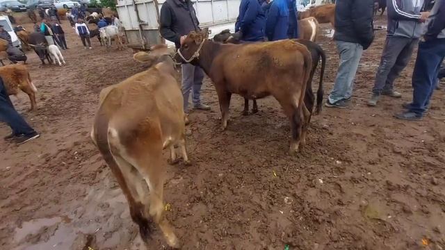 Дар Молбозори Хулбук дар рафти бозор дарёи Сурхоб сел шуд, 26 апреля 2024 г.