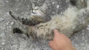 ШОК!! Нашел мёртвую кошку и оживил её.