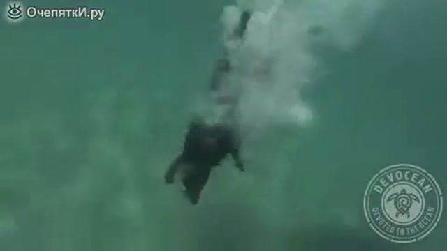 Собаки ловят лобстеров смотреть онлайн