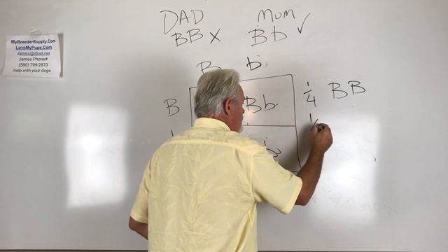 French bulldog coat color genetics explained (Recessive and Dominant Genes) смотреть онлайн