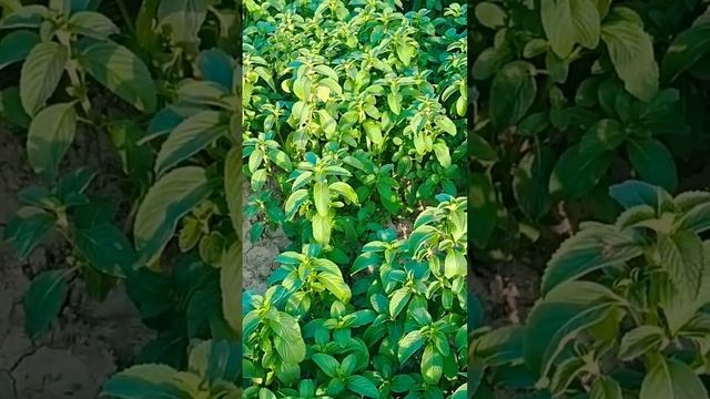 Mentha #shortvideo смотреть онлайн