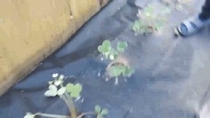 Посадка клубники на спанбонд весной.