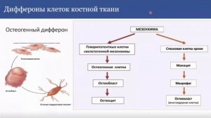 Лекция 7. Скелетные соединительные ткани | Егорова А.В.