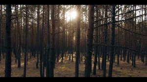 #157 САМЫЙ БЫСТРЫЙ ПЕРЕСКАЗ: В ЛЕСУ СЕГОДНЯ НЕ ДО СНА! (ДЕЙСТВИТЕЛЬНО)