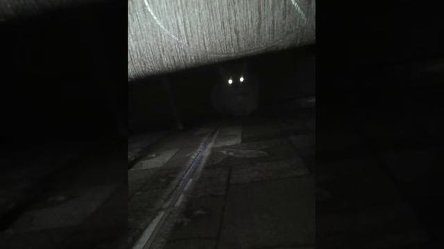 Что делают домашние животные когда остаются одни смотреть онлайн