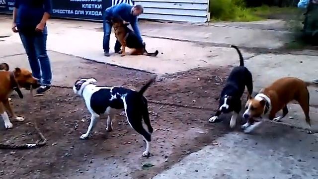 6 метров радости для стаффов! видео-5 смотреть онлайн