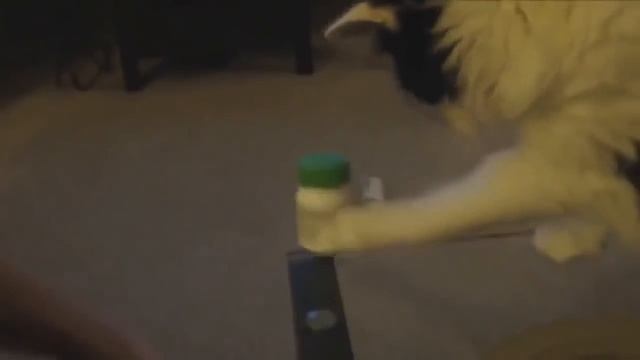 Вредные коты и кошки смотреть онлайн