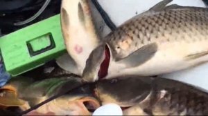 Рыбалка озеро Балхаш часть 4. Змееголов,сом.