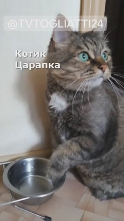 Котик Царапка пьет только из лапки