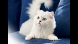 Гимн котов воителей