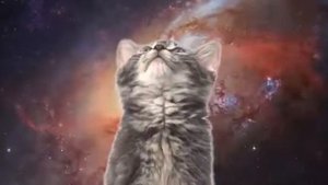 Поющие котики в космосе!