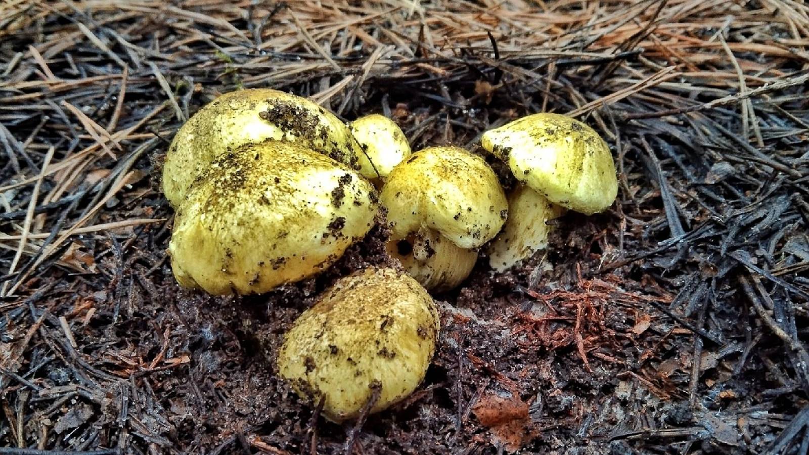 ГРИБНОЙ НОЯБРЬ!!! Сбор грибов перед снегопадом! Тихая охота 2023