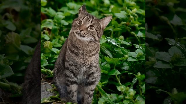 Мяуканье кошки