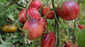 Супер томаты в открытом грунте